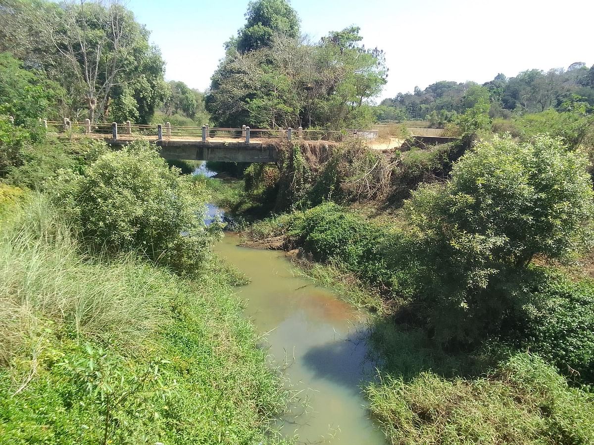 ನಲ್ಲೂರು ಬಳಿಯ ಕೀರೆಹೊಳೆಯಲ್ಲಿ ಜೊಂಡು ಬೆಳೆದು ನದಿಯೇ ಮುಚ್ಚಿ ಹೋಗಿದೆ