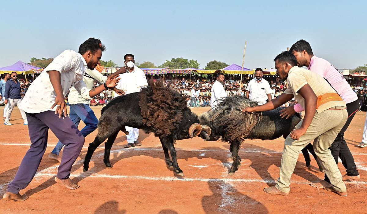 ಟಗರು ಕಾಳಗದಲ್ಲಿ ಸೆಣಸಾಡುತ್ತಿರುವ ಟಗರುಗಳು –ಪ್ರಜಾವಾಣಿ ಚಿತ್ರ/ ಸತೀಶ ಬಡಿಗೇರ್