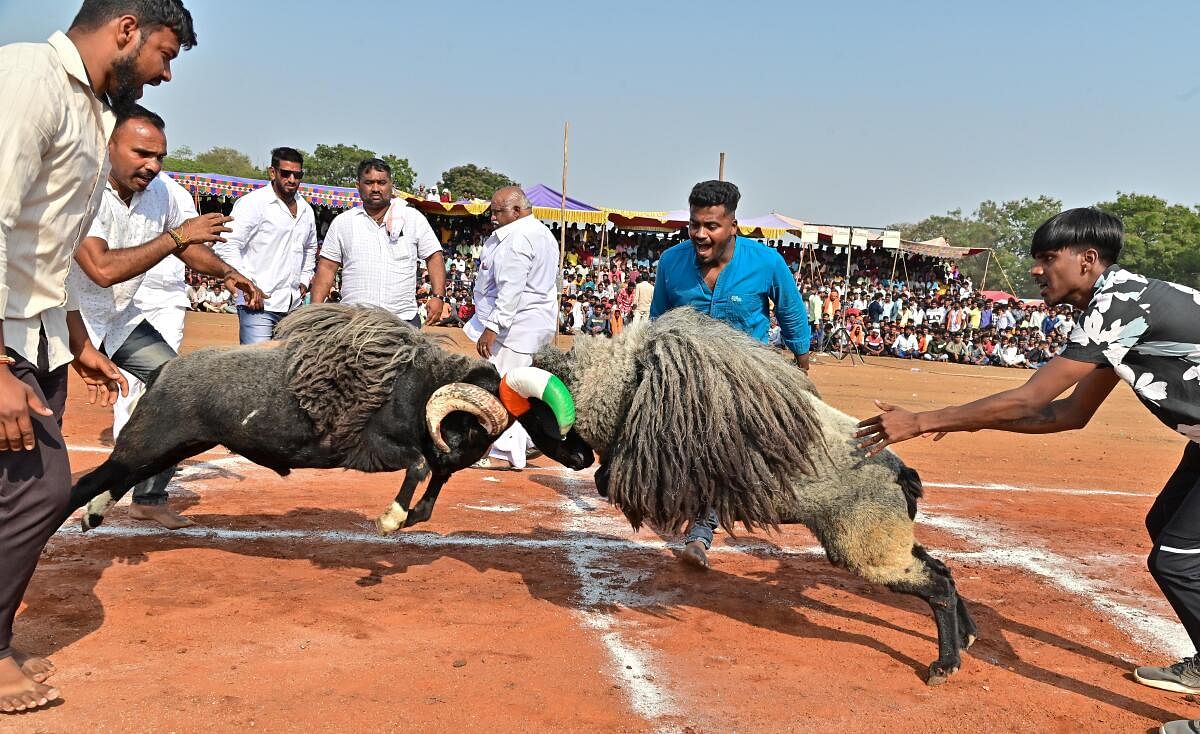 <div class="paragraphs"><p>ದಾವಣಗೆರೆಯ ಐತಿಹಾಸಿಕ ಶ್ರೀ ದುರ್ಗಾಂಭಿಕಾ ದೇವಿ ಜಾತ್ರಾ ಮಹೋತ್ಸವ ಅಂಗವಾಗಿ ದೇವರಾಜ್ ಅರಸ್ ಬಡಾವಣೆಯ ಮೈದಾನದಲ್ಲಿ ಶ್ರೀ ದುರ್ಗಾಂಭಿಕಾ ದೇವಿ ದೇವಸ್ಥಾನ ಸಮಿತಿ ಆಯೋಜಿಸಿದ್ದ ಟಗರು ಕಾಳಗದಲ್ಲಿ ಸೆಣಸಾಡುತ್ತಿರುವ ಟಗರುಗಳು</p></div>