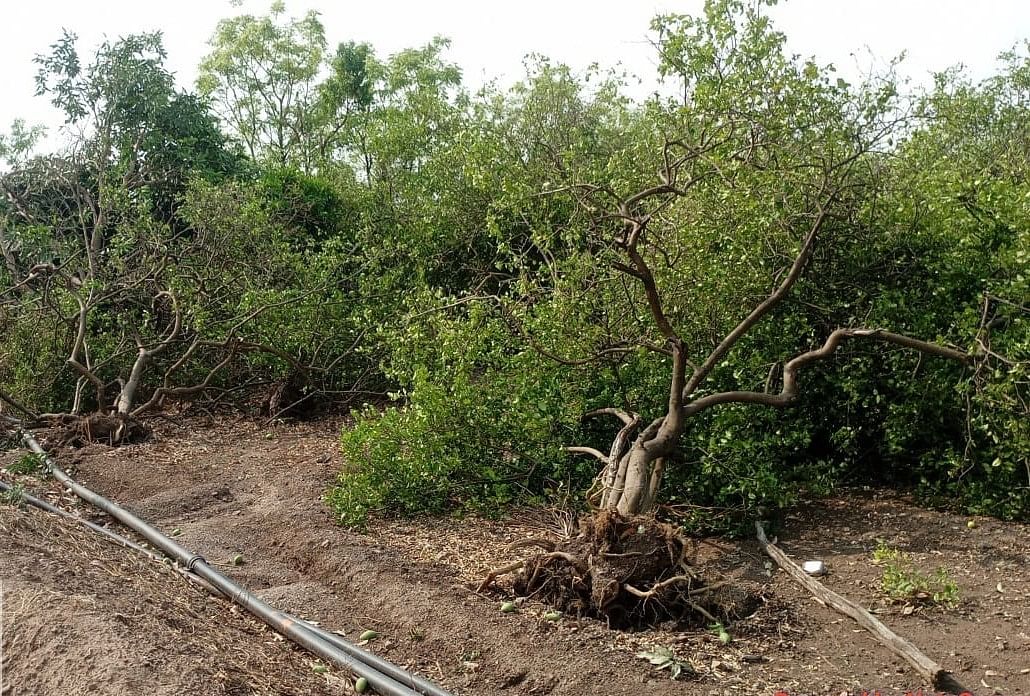 ವಿಜಯಪುರ ತಾಲ್ಲೂಕಿನ ಜಂಬಗಿ ಗ್ರಾಮದಲ್ಲಿ ಗಾಳಿ–ಮಳೆಗೆ ಬುಡಮೇಲಾಗಿರುವ ಲಿಂಬೆ ಗಿಡಗಳು 