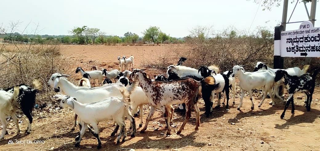 ಪಾವಗಡ ತಾಲ್ಲೂಕಿನ ನ್ಯಾಯದಗುಂಟೆ ಬಳಿ ಕುರಿ ಮೇಕೆಗಳು ಮೇವಿಗಾಗಿ ಪರದಾಡುತ್ತಿರುವುದು