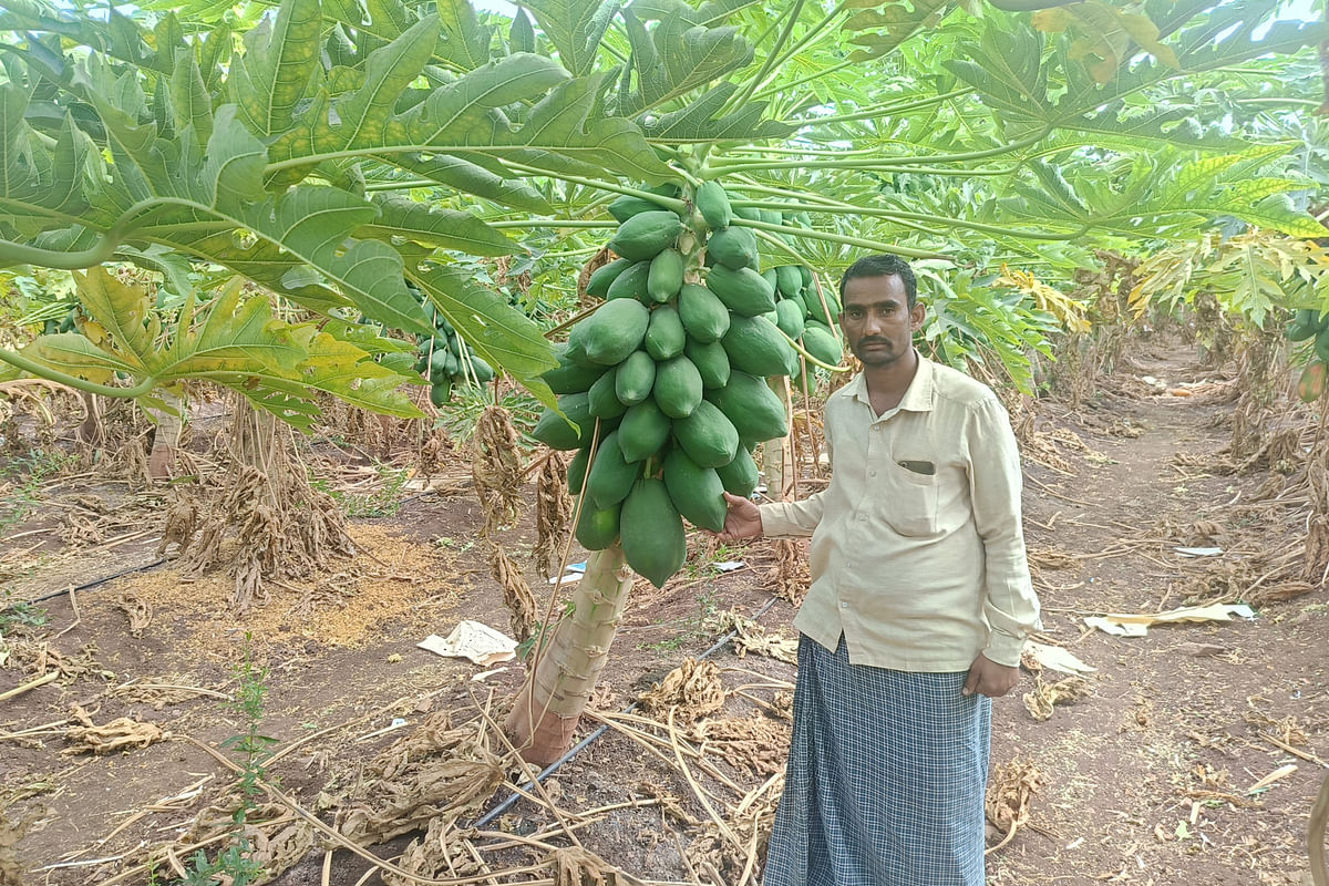 ಕವಿತಾಳ ಸಮೀಪದ ಆನಂದಗಲ್‌ ಗ್ರಾಮದಲ್ಲಿ ರೈತ ಅಖಂಡೇಶ್ವರ ಪಪ್ಪಾಯ ಬೆಳೆದಿರುವುದು.