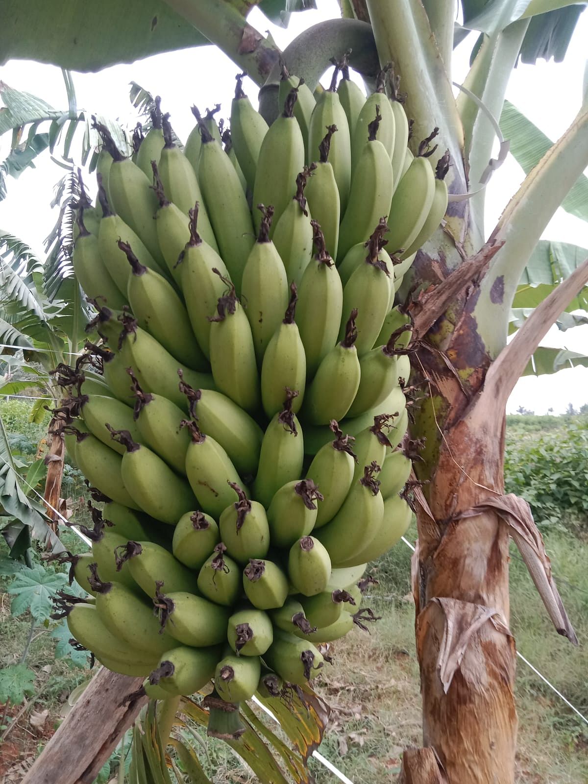 ಫಸಲು ತುಂಬಿರುವ ಬಾಳೆ