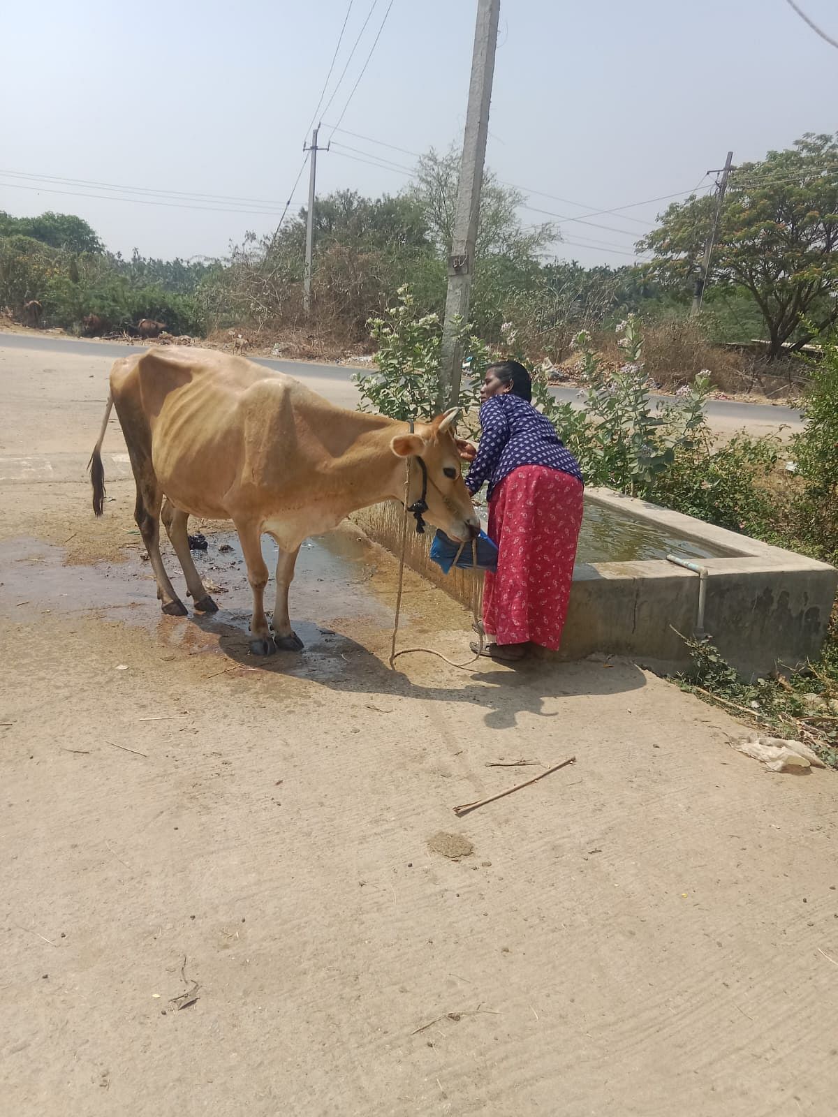 ಕುಣಿಗಲ್ ತಾಲ್ಲೂಕು ಅಮೃತೂರು ಹೋಬಳಿಯಲ್ಲಿ ಜಾನುವಾರುಗಳಿಗೆ ನೀರಿನ ತೊಟ್ಟಿ ನಿರ್ಮಿಸಲಾಗಿದೆ.