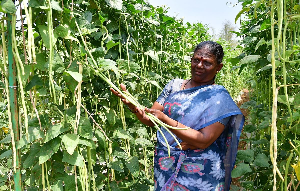 ಮೀಟರ್‌ ಅಲಸಂದೆ ತಳಿ –ಪ್ರಜಾವಾಣಿ ಚಿತ್ರ