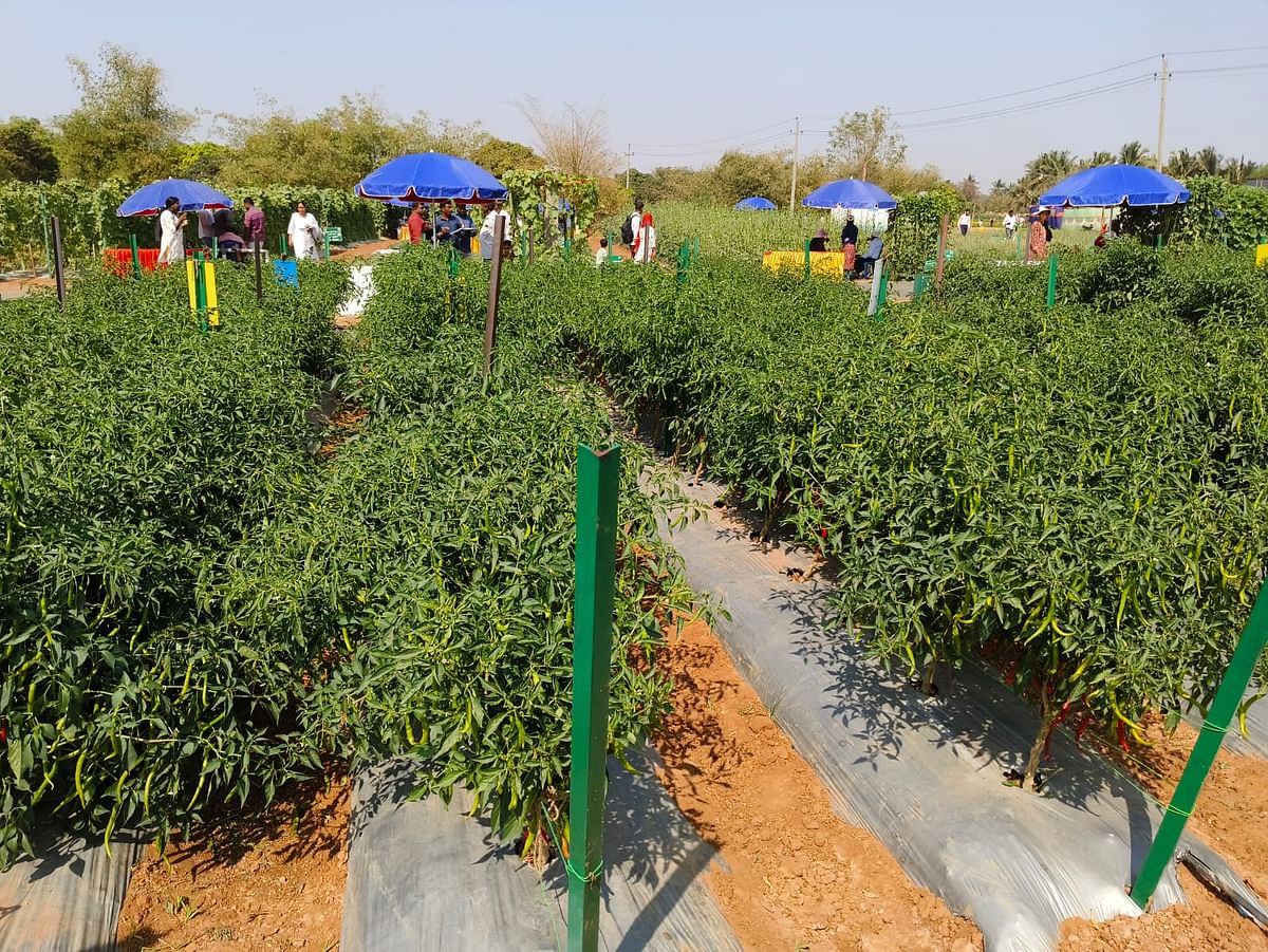 ಮೆಣಸಿನಕಾಯಿ ತಳಿಯ ತಾಕು