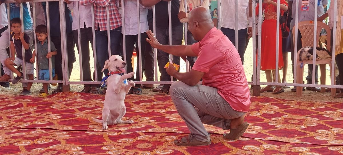 ಚಿಂಚೋಳಿಯಲ್ಲಿ ಭಾನುವಾರ ನಡೆದ ಪ್ರಥಮ ಶ್ವಾನ ಪ್ರದರ್ಶನದಲ್ಲಿ ತಾಂಡೂರಿನ ವೀರೇಶ ಅವರ ನಾಯಿ ನಮಸ್ಕರಿಸಿದ್ದು ಹೀಗೆ