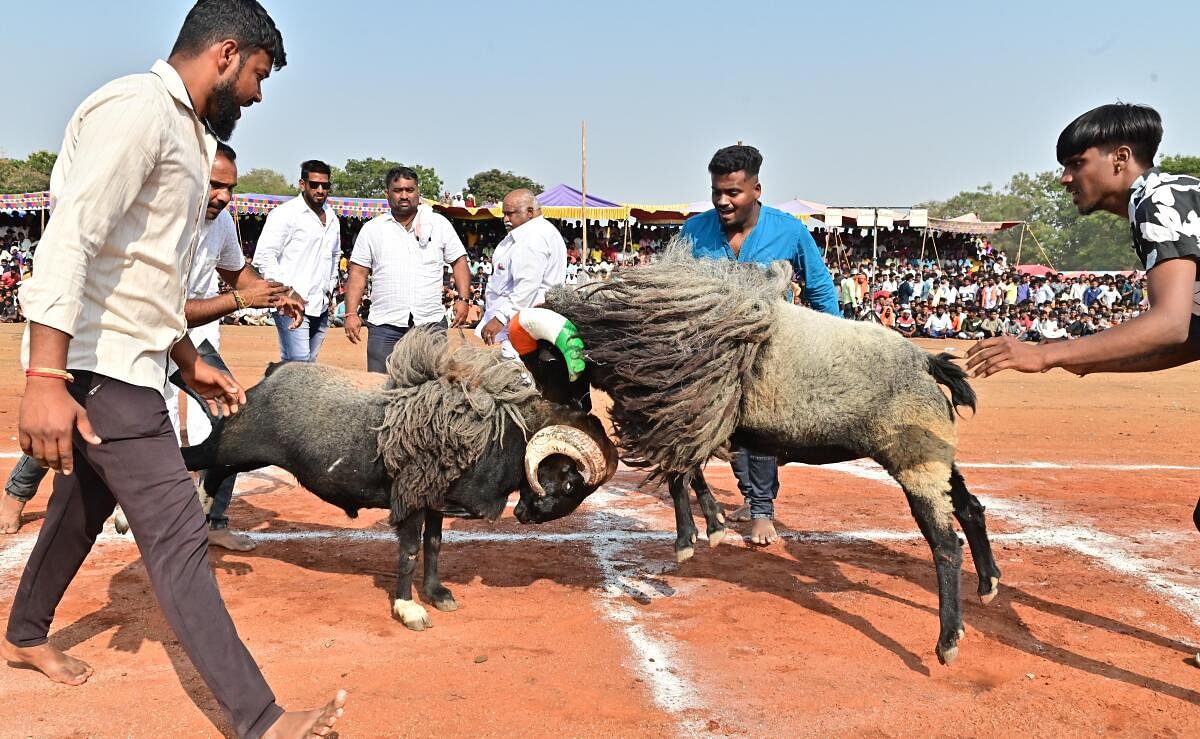 <div class="paragraphs"><p>ದಾವಣಗೆರೆಯ ಐತಿಹಾಸಿಕ ಶ್ರೀ ದುರ್ಗಾಂಭಿಕಾ ದೇವಿ ಜಾತ್ರಾ ಮಹೋತ್ಸವ ಅಂಗವಾಗಿ ದೇವರಾಜ್ ಅರಸ್ ಬಡಾವಣೆಯ ಮೈದಾನದಲ್ಲಿ ಶ್ರೀ ದುರ್ಗಾಂಭಿಕಾ ದೇವಿ ದೇವಸ್ಥಾನ ಸಮಿತಿ ಆಯೋಜಿಸಿದ್ದ ಟಗರು ಕಾಳಗದಲ್ಲಿ ಸೆಣಸಾಡುತ್ತಿರುವ ಟಗರುಗಳು</p></div>