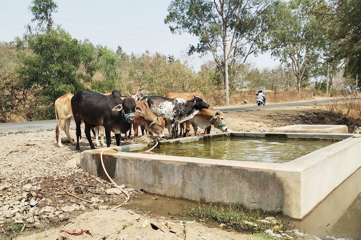 ಗುರುಮಠಕಲ್ ತಾಲ್ಲೂಕಿನ ಚಪೆಟ್ಲಾ ಗ್ರಾಮದ ಹೊರ ವಲಯದಲ್ಲಿರುವ ನೀರಿನ ತೊಟ್ಟಿಗೆ ಮದ್ಯಾಹ್ನ ನೀರು ಕುಡಿಯಲು ಬಂದಿದ್ದ ಜಾನುವಾರುಗಳು.