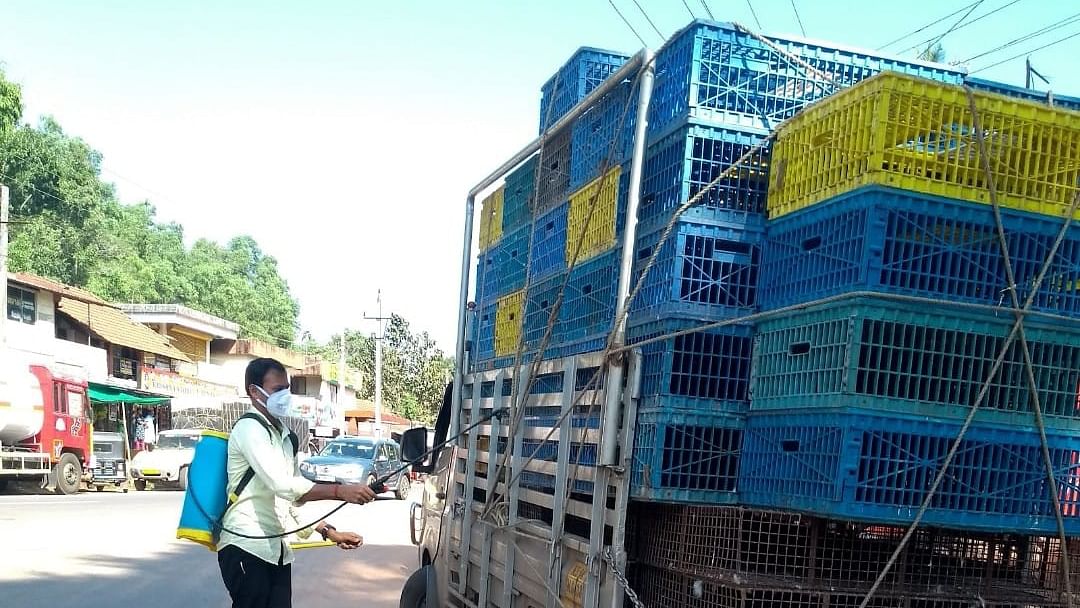 Bird Flu | ಮಂಗಳೂರು: ಹಕ್ಕಿಜ್ವರ ತಡೆಗೆ ಗಡಿಯಲ್ಲಿ ಕಟ್ಟೆಚ್ಚರ
