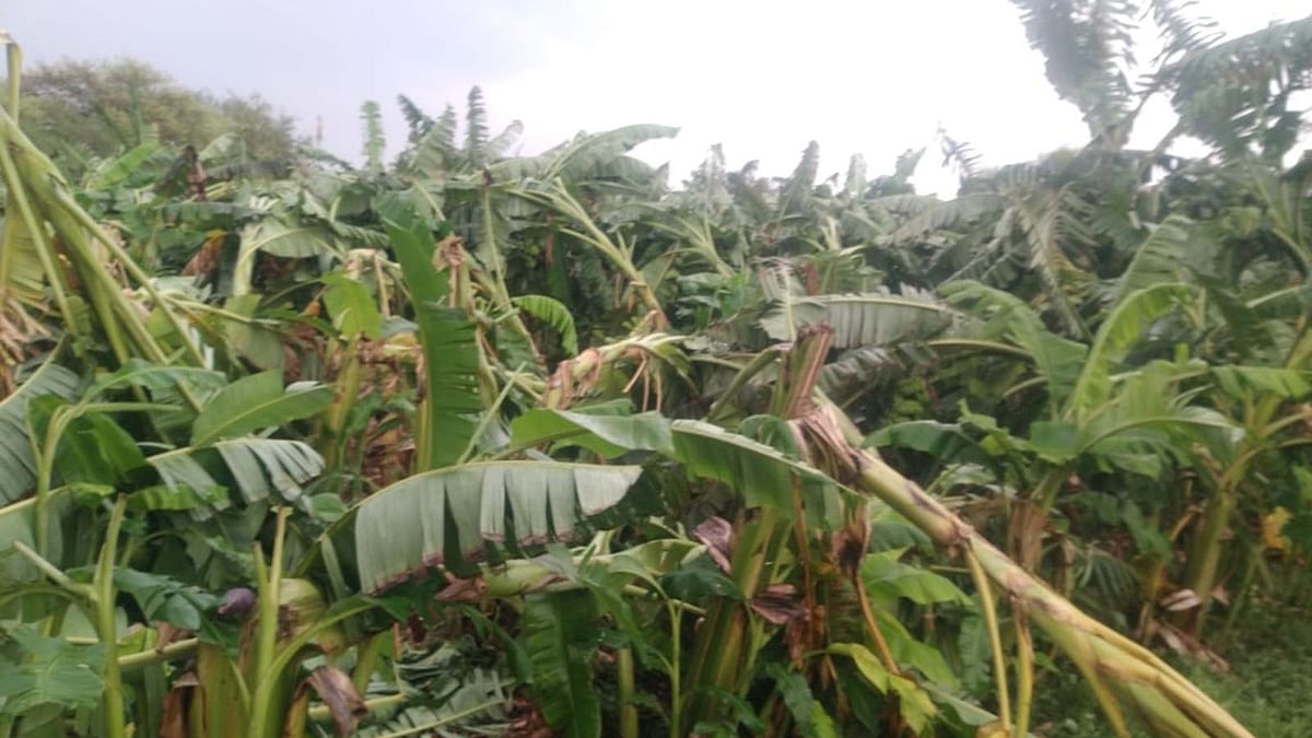 Karnataka Rains: ಬಿರುಸಿನ ಗಾಳಿ ಮಳೆ, ಧರೆಗುರುಳಿದ ವಿದ್ಯುತ್ ಕಂಬಗಳು