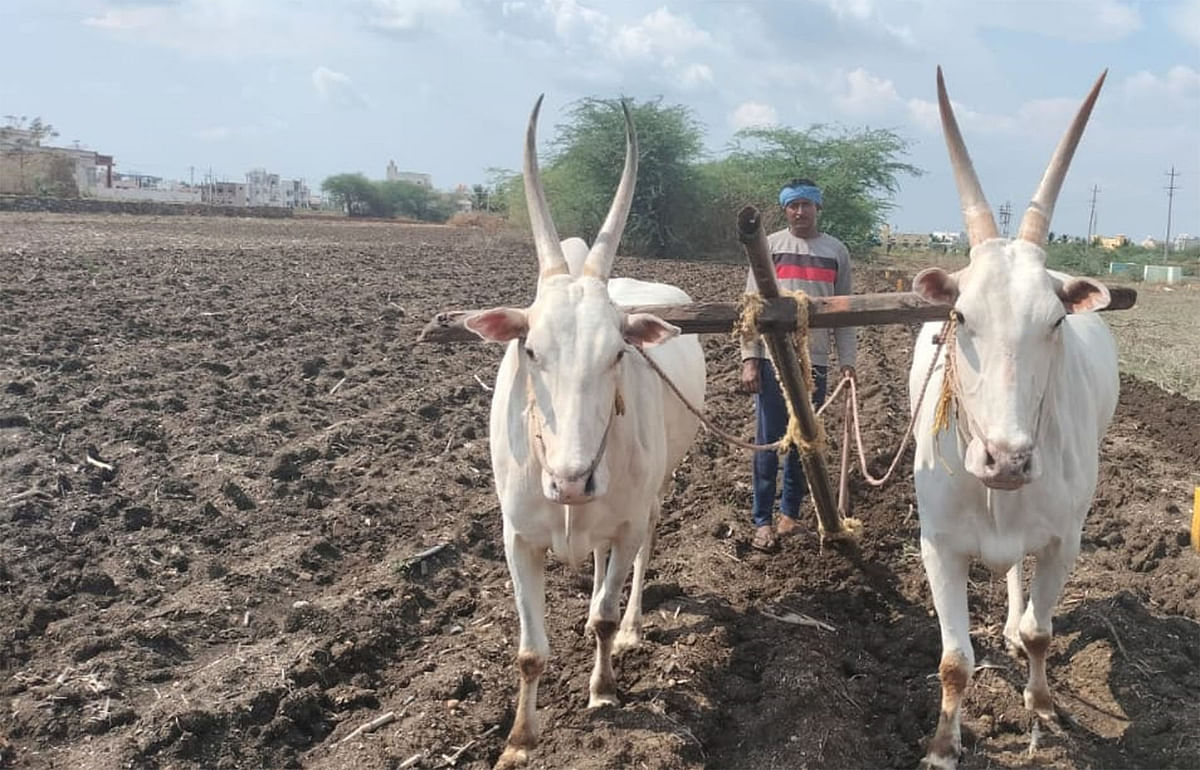 ರಾಣೆಬೆನ್ನೂರು ತಾಲ್ಲೂಕಿನ ಹಲಗೇರಿ ಗ್ರಾಮದ ಹೊಲದಲ್ಲಿ ರೈತನೊಬ್ಬರ ರಂಟಿ ಹೊಡೆಯುತ್ತಿರುವುದು. 