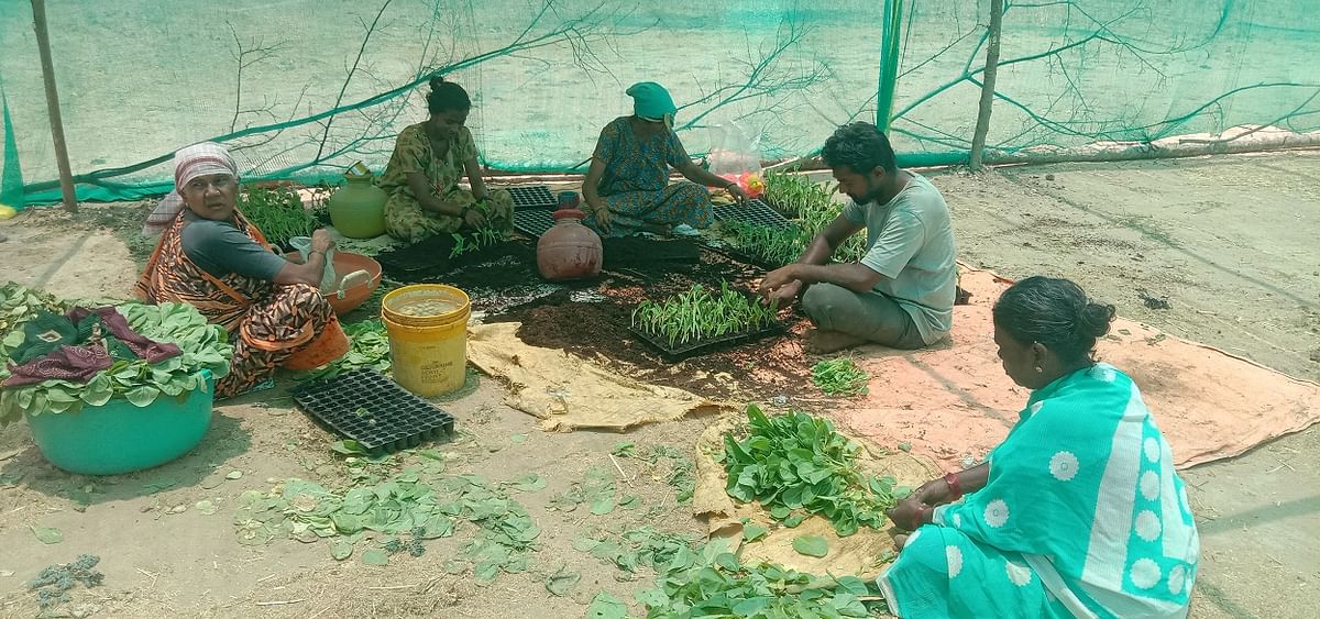 ಅರಕಲಗೂಡು ತಾಲ್ಲೂಕಿನಲ್ಲಿ ನಾಟಿ ಕಾರ್ಯಕ್ಕೆ ತಂಬಾಕು ಸಸಿಗಳನ್ನು ಸಿದ್ದಗೊಳಿಸುತ್ತಿರುವ ರೈತ ಮಹಿಳೆಯರು