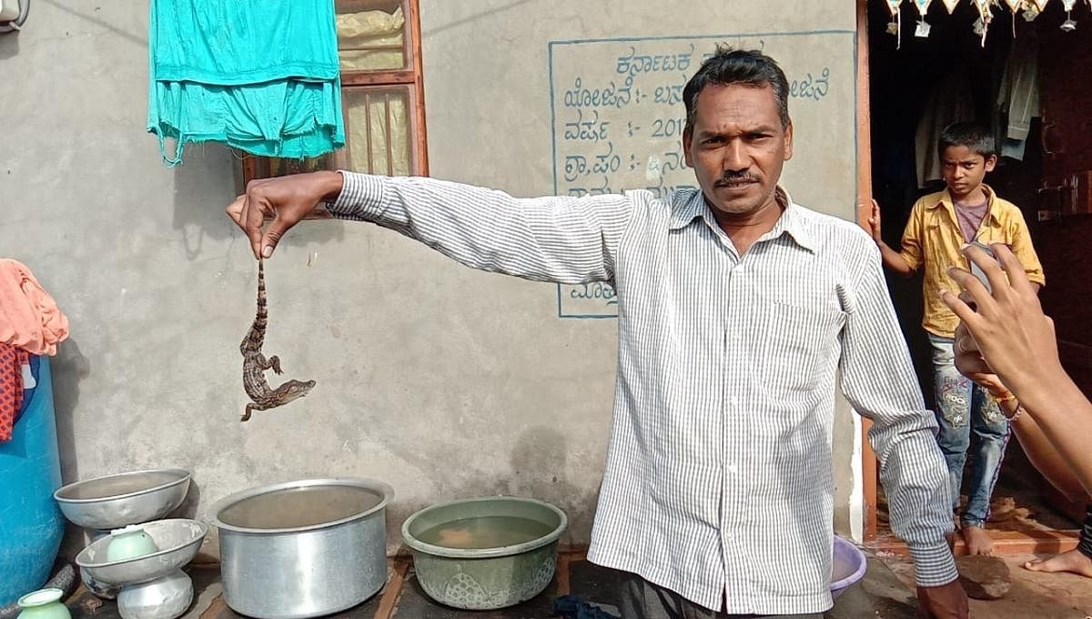 ಗೋಕಾಕ ತಾಲ್ಲೂಕಿನ ಸಾವಳಗಿ ಗ್ರಾಮದಲ್ಲಿ ಸಿಕ್ಕ ಮೊಸಳೆ ಮರಿ ರಕ್ಷಿಸಿದ ಗ್ರಾಮಸ್ಥ