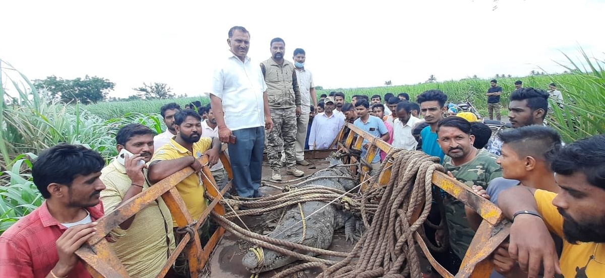 ಚಿಕ್ಕೋಡಿ ತಾಲ್ಲೂಕಿನ ಕೃಷ್ಣಾ ನದಿ ತೀರದ ಇಂಗಳಿ ಗ್ರಾಮದಲ್ಲಿ ಕಾಣಿಸಿಕೊಂಡ ಮೊಸಳೆ ಸೆರೆ ಹಿಡಿದು ಅರಣ್ಯ ಇಲಾಖೆಗೆ  ಪ್ಪಿಸಿದ ಜನ