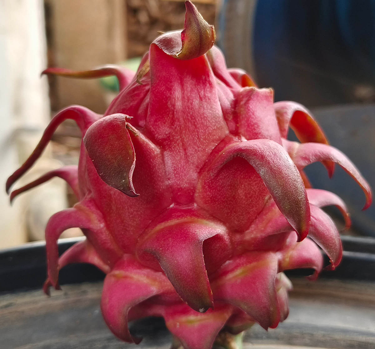 ಡ್ರ್ಯಾಗನ್ ಫ್ರೂಟ್