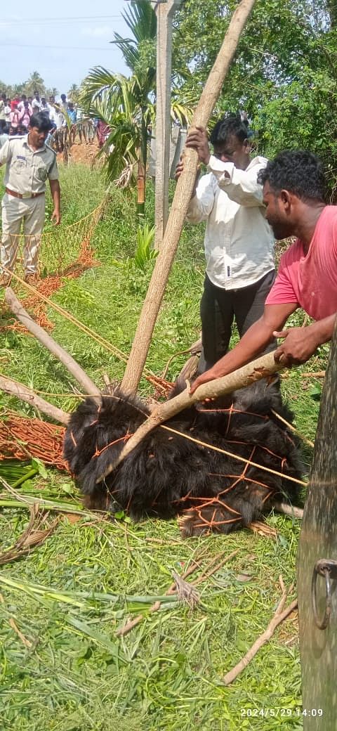 ಹೊನ್ನಾಳಿ ತಾಲ್ಲೂಕು ಹಳೆ ದೇವರಹೊನ್ನಾಳಿ ಗ್ರಾಮದಲ್ಲಿ ಕರಡಿ ಸೆರೆ ಹಿಡಿದ ಸಿಬ್ಬಂದಿ