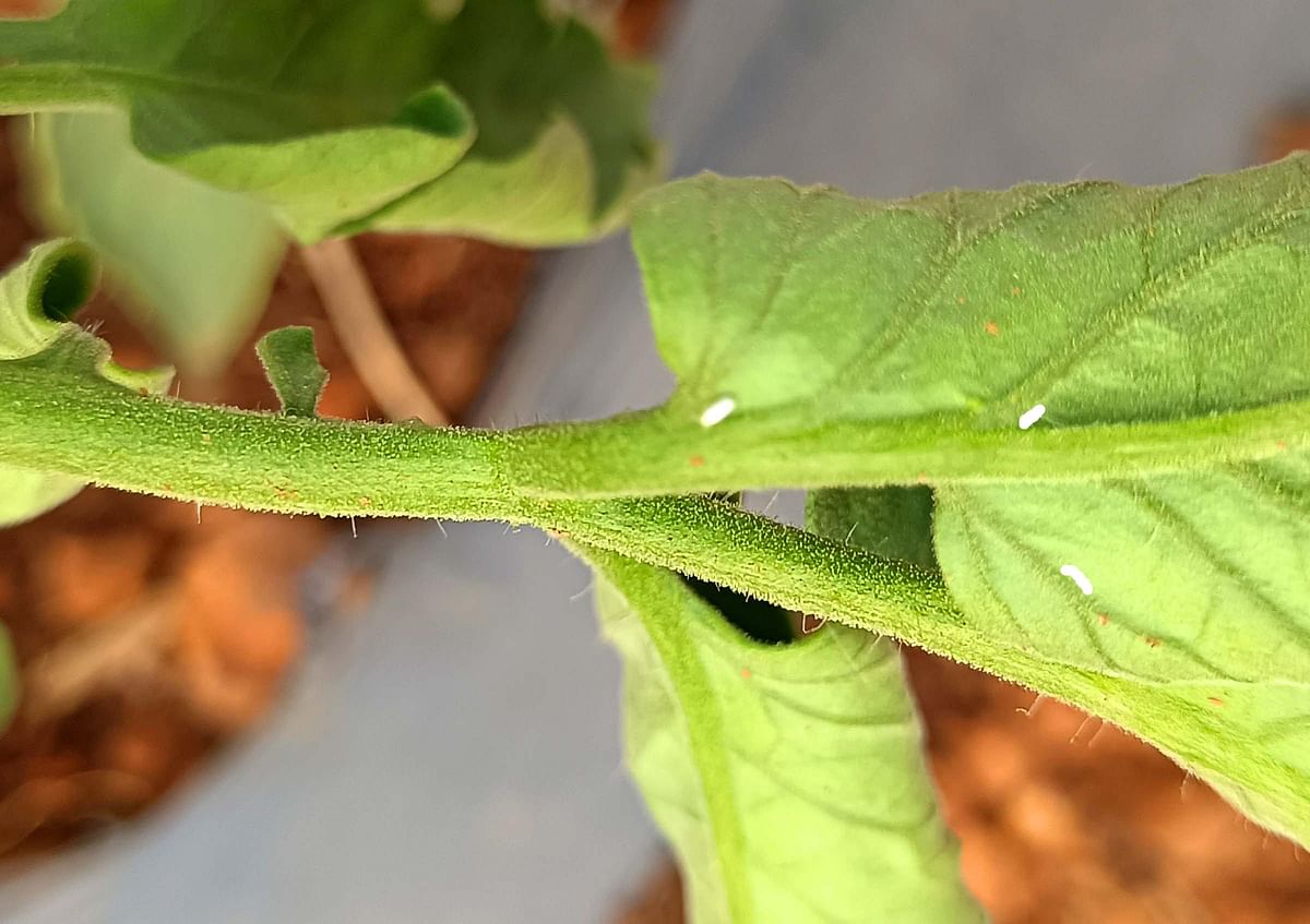 ಎಲೆಯ ಹಿಂಭಾಗದಲ್ಲಿ ಬಿಳಿ ನೊಣಗಳು