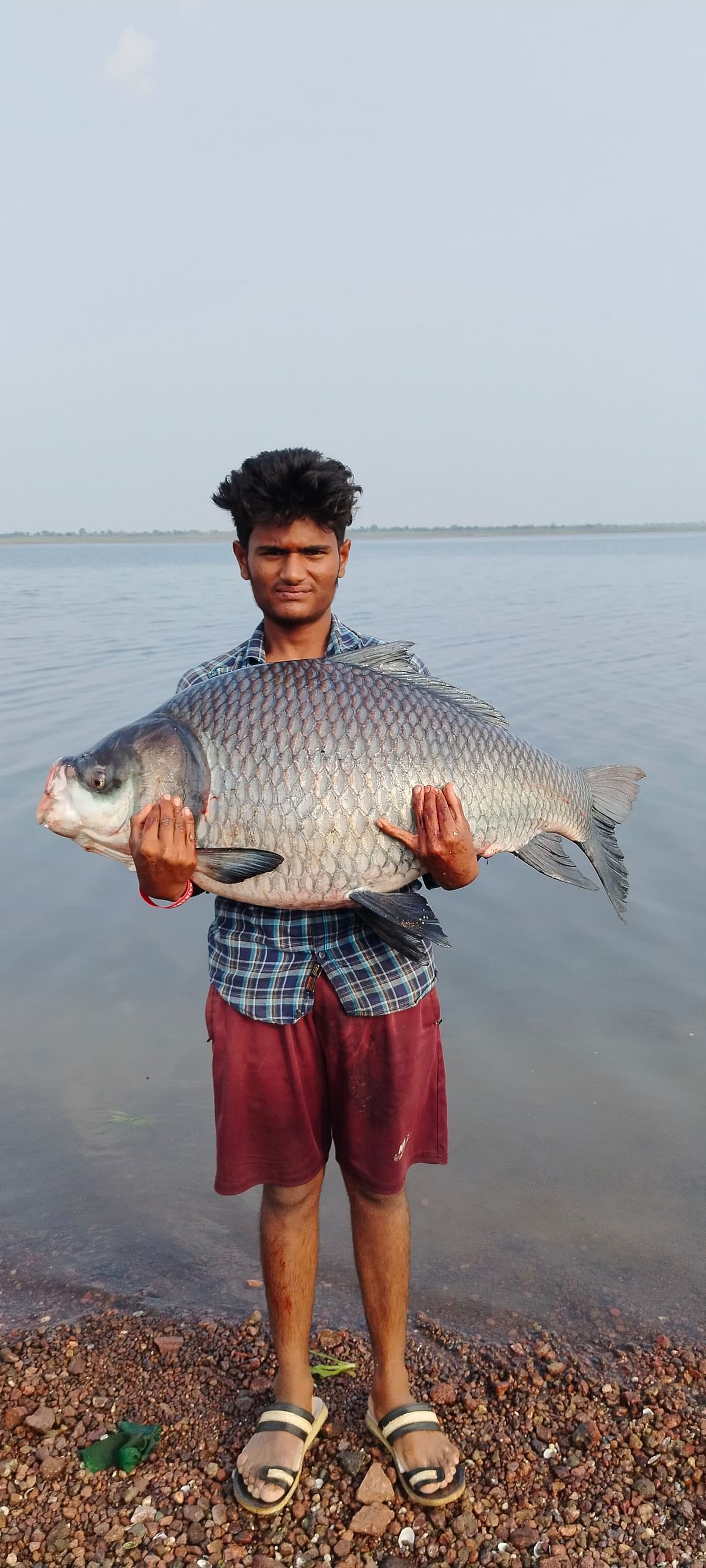 ಆಲಮಟ್ಟಿಯ ಮೀನುಗಾರ ಭರತ ಯಮನೂರಿ ಸಾಳೆ ಅವರ ಬಲೆಗೆ ಗುರುವಾರ ಬಿದ್ದ 38 ಕೆಜಿ ತೂಕದ ಕಾಟ್ಲಾ ಮೀನು