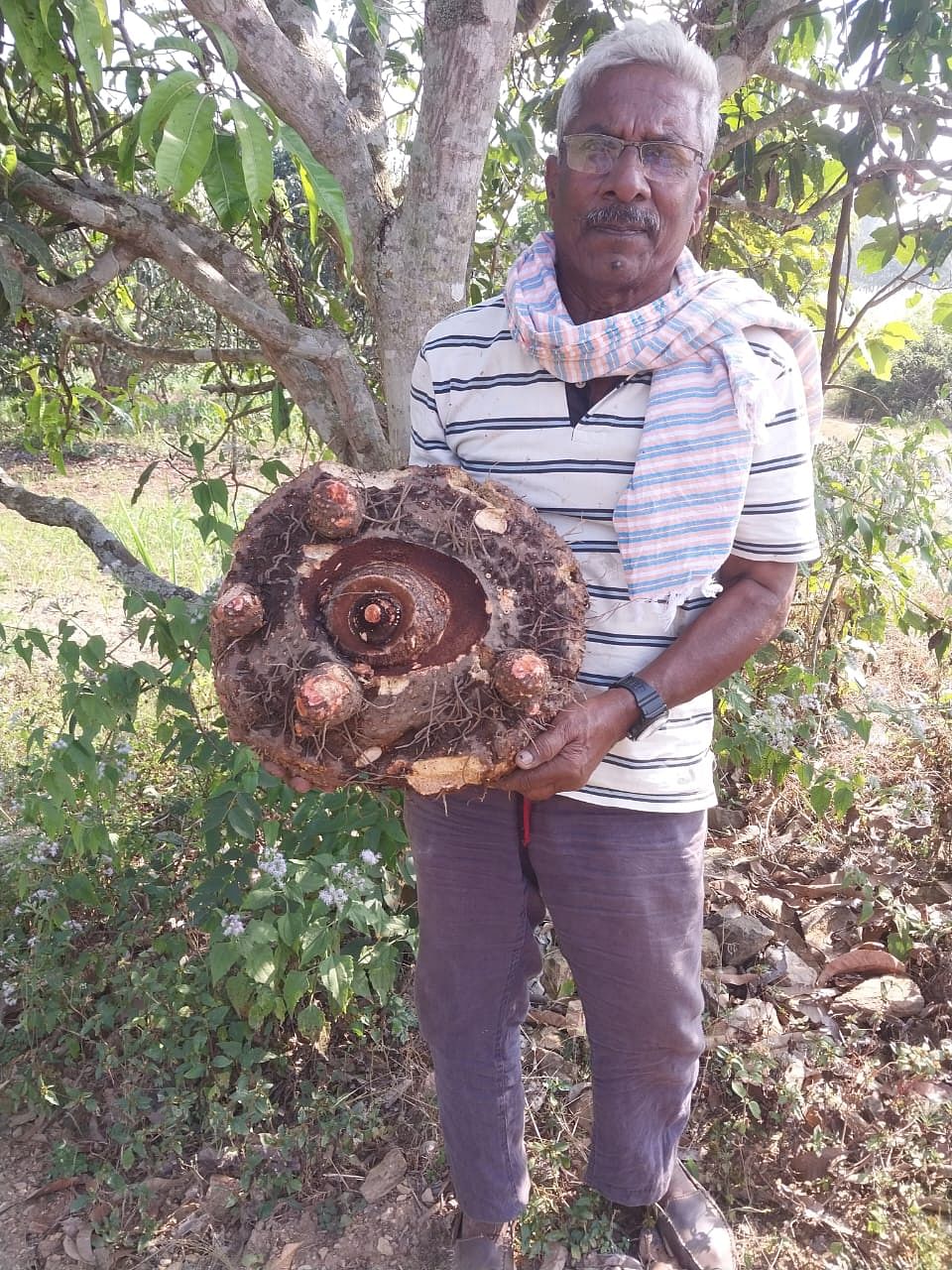 ಸುವರ್ಣಗಡ್ಡೆಯೊಂದಿಗೆ ಹಳ್ಳಿಗೇರಿಯ ರೈತ ಆರ್‌.ಜಿ.ತಿಮ್ಮಾಪುರ