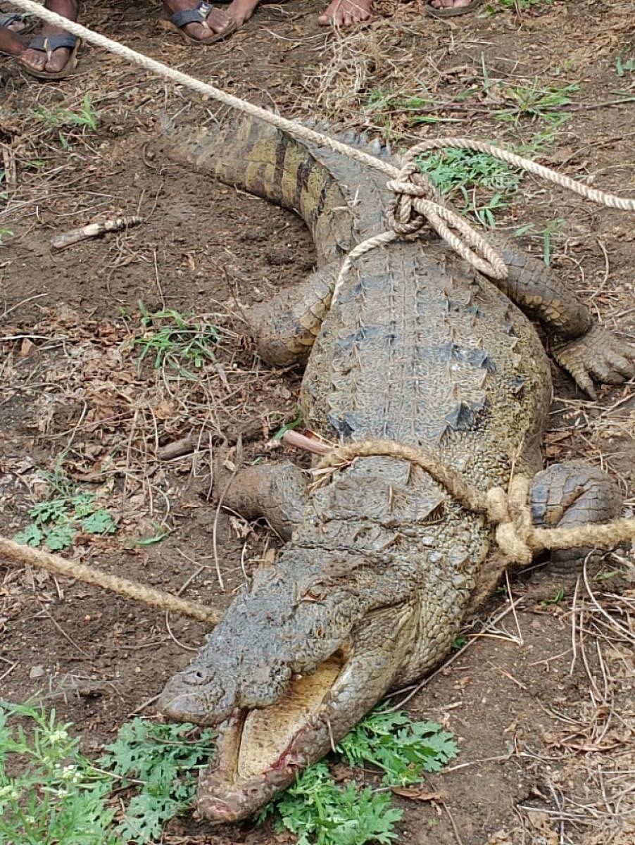 ಬೈಲಹೊಂಗಲ ಸಮೀಪದ ಹೊಸೂರಿನಲ್ಲಿ ಸೆರೆ ಹಿಡಿದ ಮೊಸಳೆ