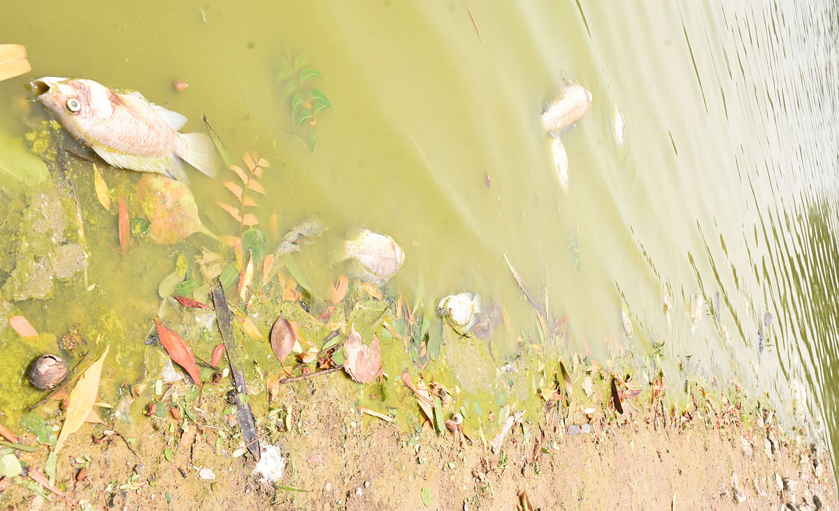 ಯಾದಗಿರಿ ನಗರದ ಹೃದಯ ಭಾಗದಲ್ಲಿರುವ ಲುಂಬಿನ ಕೆರೆಯಲ್ಲಿ ಮೀನುಗಳು ಸತ್ತಿರುವುದು
