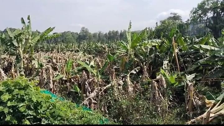 ವಿರಾಜಪೇಟೆ ಸಮೀಪದ ಮಗ್ಗುಲ ಗ್ರಾಮದಲ್ಲಿ ಈಚೆಗೆ ಸುರಿದ ಮಳೆಗೆ ಗ್ರಾಮದ ಚೋಕಂಡ ಮಾದಪ್ಪ ಎಂಬುವರು ಬೆಳೆದ ಬಾಳೆ ಗಿಡಗಳು ಧರೆಗುರುಳಿವೆ