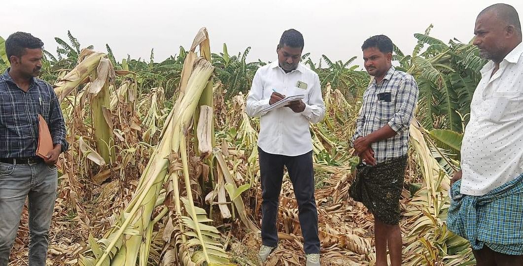 ಚಳ್ಳಕೆರೆ ಸಮೀಪದ ಚಿಕ್ಕೇನಹಳ್ಳಿ ಗ್ರಾಮದಲ್ಲಿ ಬಾಳೆ ಬೆಳೆ ನೆ ಕಚ್ಚಿರುವುದು