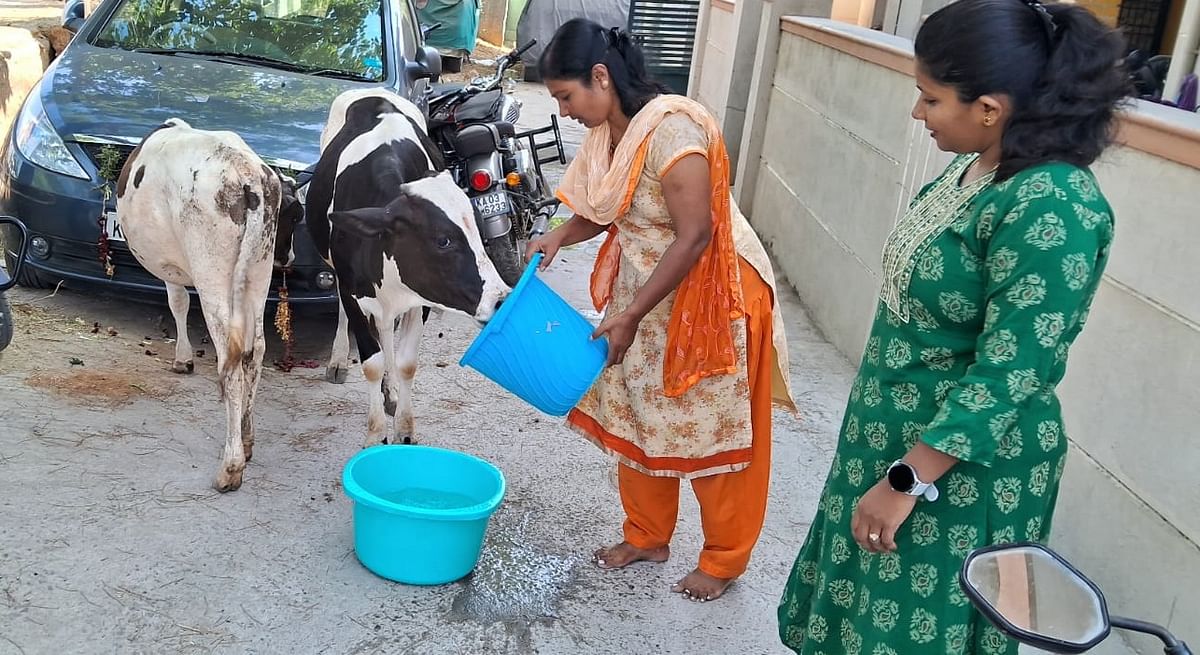 ಕೋಲಾರದ ರಸ್ತೆಯಲ್ಲಿ ಓಡಾಡುತ್ತಿದ್ದ ದನ ಕರುಗಳಿಗೆ ನೀರುಣಿಸಿದ ಮಹಿಳೆಯರು