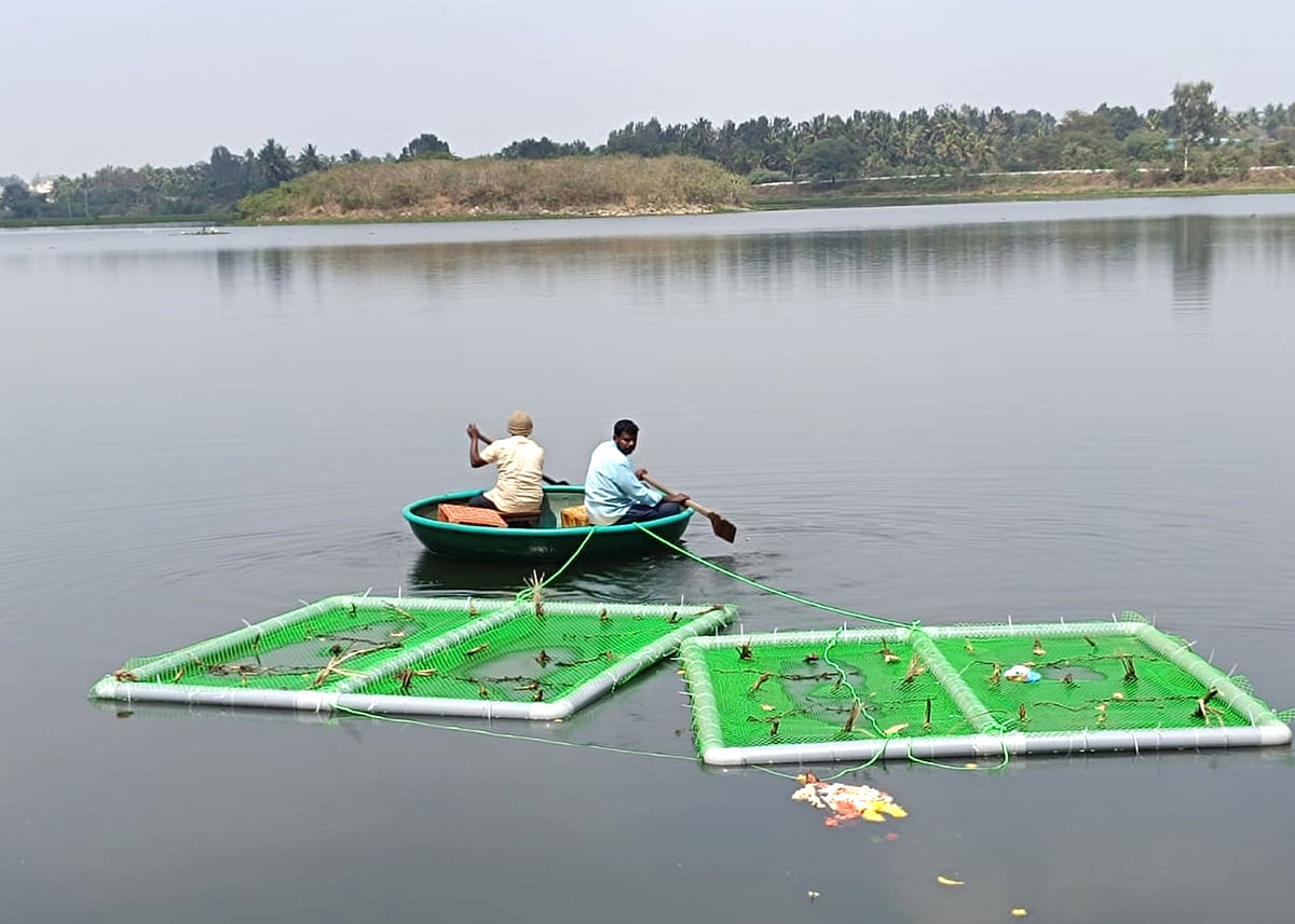 ನಾಗರಕೆರೆಯಲ್ಲಿನ ತೇಲುವ ದ್ವೀಪಗಳು