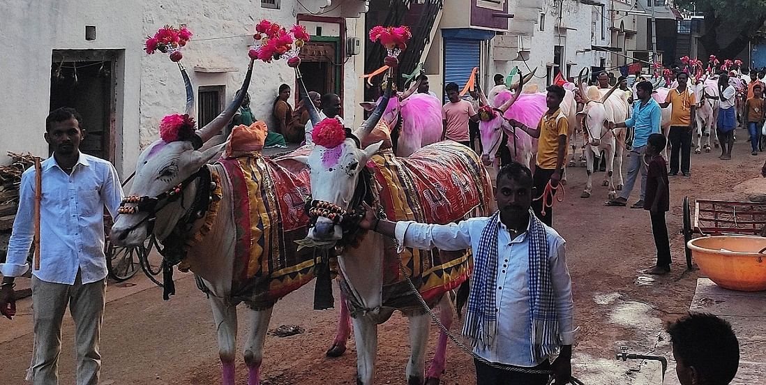 ರಾಂಪುರ ಸಮೀಪದ ಬೆನಕಟ್ಟಿ ಗ್ರಾಮದಲ್ಲಿ ಶುಕ್ರವಾರ ಬಸವ ಜಯಂತಿ ನಿಮಿತ್ತವಾ ರೈತರು ಎತ್ತುಗಳ ಮೆರವಣಿಗೆ ನಡೆಸಿದರು