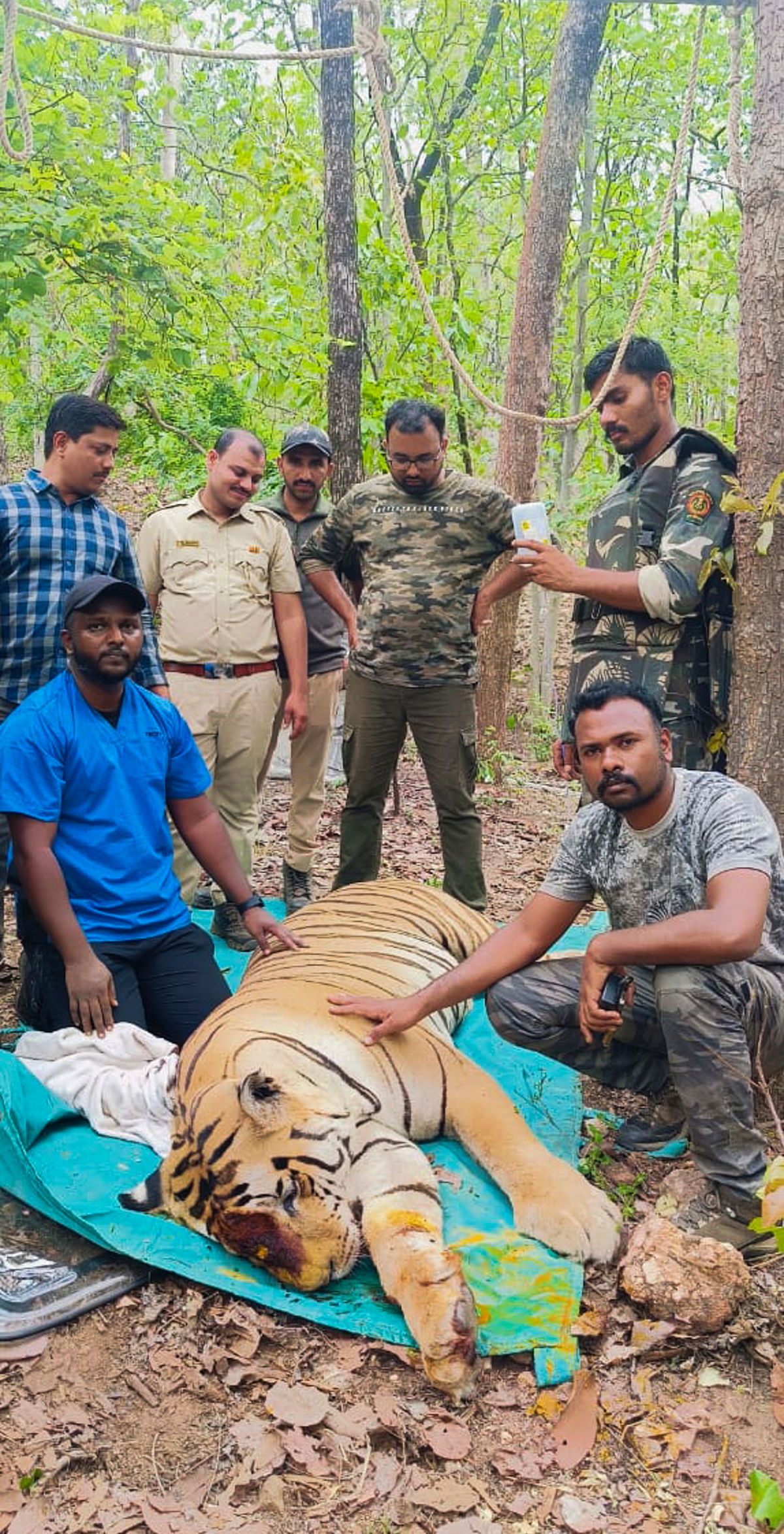 ಪೆಂಚ್ ಹುಲಿ ಸಂರಕ್ಷಿತ ಅರಣ್ಯದಲ್ಲಿ ಗಾಯಗೊಂಡಿದ್ದ ಹುಲಿಯನ್ನು ಶುಕ್ರವಾರ ರಕ್ಷಿಸಿದ ಅರಣ್ಯ ಇಲಾಖೆ ಸಿಬ್ಬಂದಿ 
–ಪಿಟಿಐ ಚಿತ್ರ