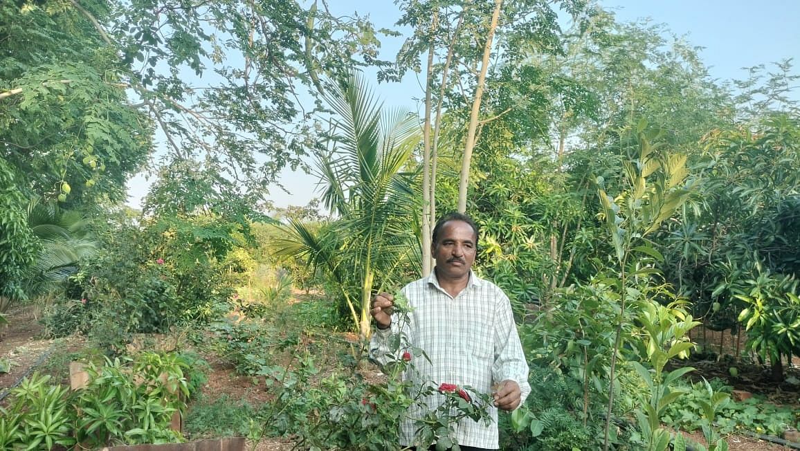 ವಿವಿಧ ಜಾತಿಯ ಗಿಡ ಬೆಳೆದಿರುವ ನಾವದಗಿ ಗ್ರಾಮದ ರೈತ ಭೀಮಣ್ಣ ಶೇರಿಕಾರ