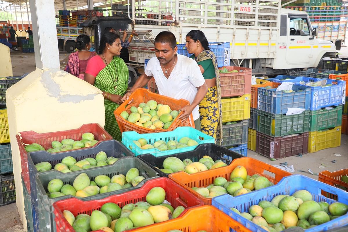 ರಾಯಚೂರಿನ ಎಪಿಎಂಸಿಯ ಉಪ ಪ್ರಾಂಗಣದಲ್ಲಿ ಕಾರ್ಮಿಕರು ಹಣ್ಣಿನ ಗಾತ್ರಕ್ಕೆ ಅನುಗುಣವಾಗಿ ಟ್ರೇಗಳಲ್ಲಿ ವಿಂಗಡಿಸಿ ಇಡುತ್ತಿದ್ದಾರೆ / ಚಿತ್ರ: ಶ್ರೀನಿವಾಸ ಇನಾಮದಾರ್