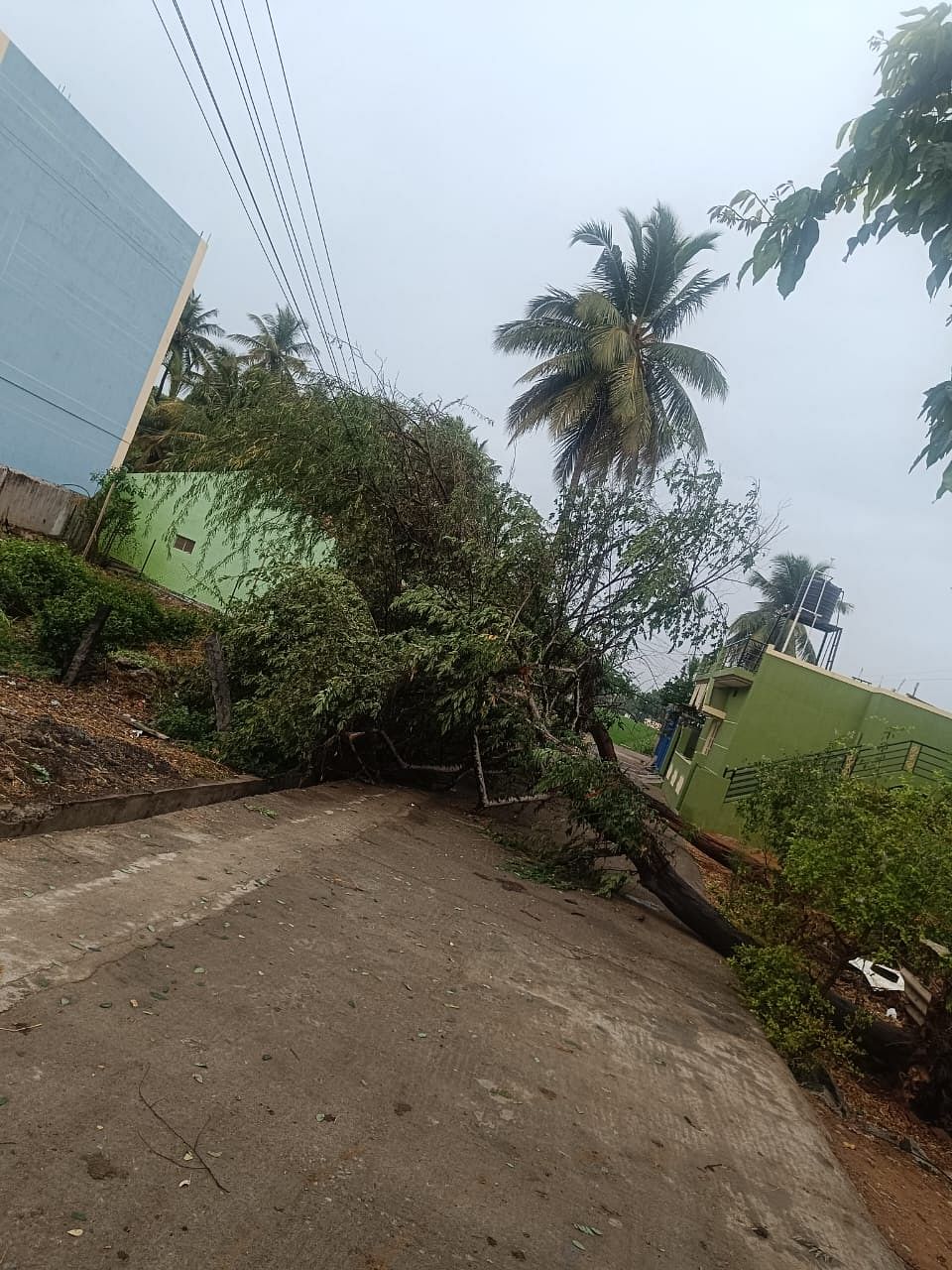 ಕೊಳ್ಳೇಗಾಲದಲ್ಲಿ ತಂತಿಮೇಲೆ ಬಿದ್ದ ಮರ