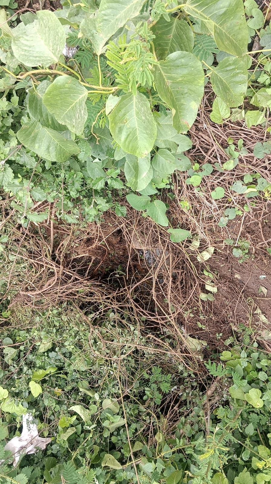 ಯುಡಿಜಿ ನೀರು ಚರಂಡಿಗೆ ಹರಿಬಿಟ್ಟಿರುವುದು