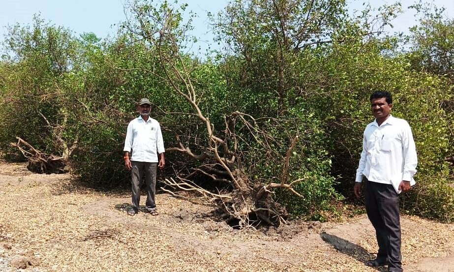 ಇಂಡಿ ತಾಲ್ಲೂಕಿನ ನೆಹರೂ ನರಗದಲ್ಲಿ ಶಿವಲಾಲ್ ರಾಠೋಡ ಅವರ ತೋಟದಲ್ಲಿ ಇತ್ತೀಚೆಗೆ ಬೀಸಿದ ಬಿರುಗಾಳಿಗೆ ಬುಡ ಸಮೇತ ಕಿತ್ತು ಬಿದ್ದಿರುವ ಲಿಂಬೆ ಗಿಡಗಳು 