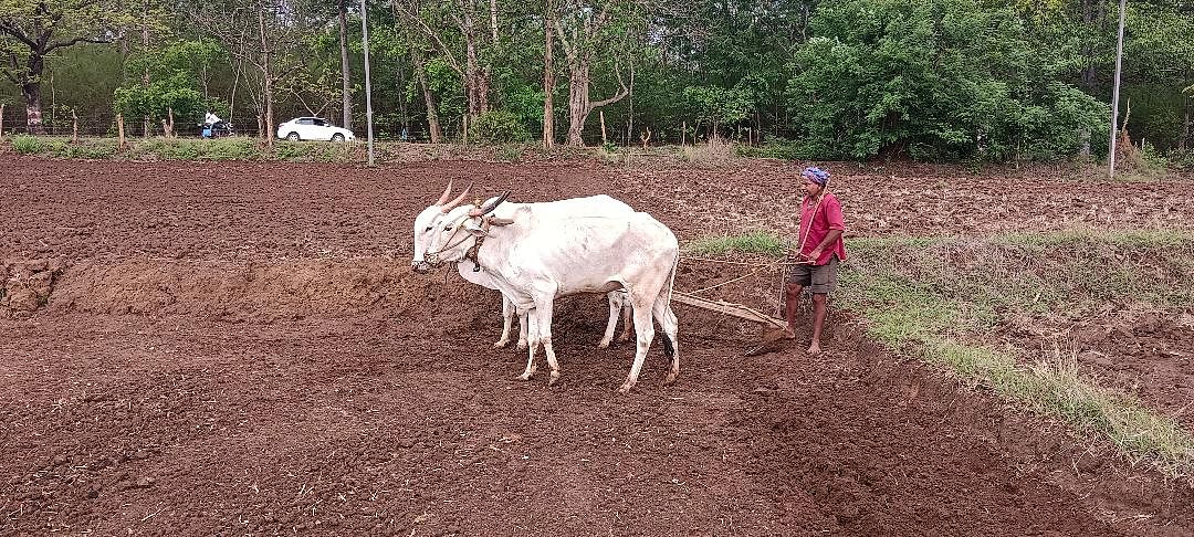 ಹಳಿಯಾಳ ತಾಲ್ಲೂಕಿನ  ಕರ್ಲಕಟ್ಟಾ ಗ್ರಾಮದ ಕೃಷ್ಣಾ ಚಂದ್ರು  ಗೌಡ ತಮ್ಮ ಗದ್ದೆಯಲ್ಲಿ ಬಿತ್ತನೆಗೆ ಜಮೀನನ್ನು ಹದಗೊಳಿಸುತ್ತಿರುವುದು.