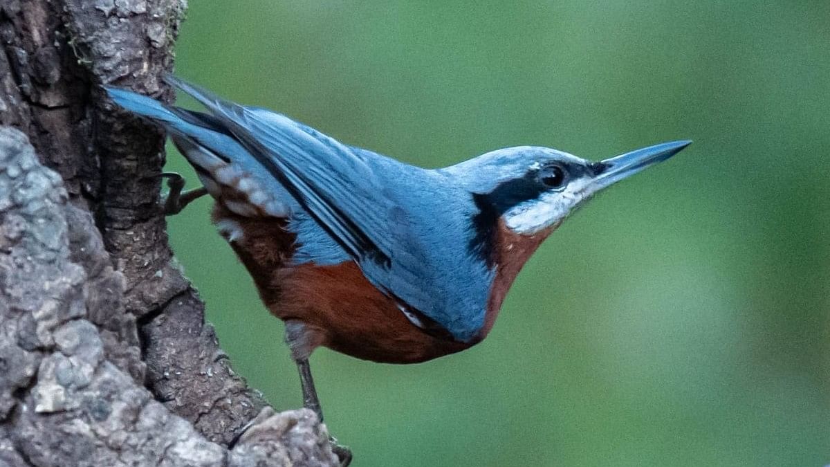 ಹಕ್ಕಿಜ್ವರ: ನಾಲ್ಕು ರಾಜ್ಯಗಳಲ್ಲಿ ಸೋಂಕು ಪತ್ತೆ