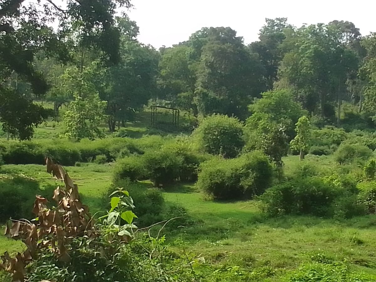 ನಾಗರಹೊಳೆಯ ಅರಣ್ಯದಲ್ಲಿ ಈಚೆಗೆ ಕಂಡು ಬಂದ ಹಸಿರ ಸಿರಿ