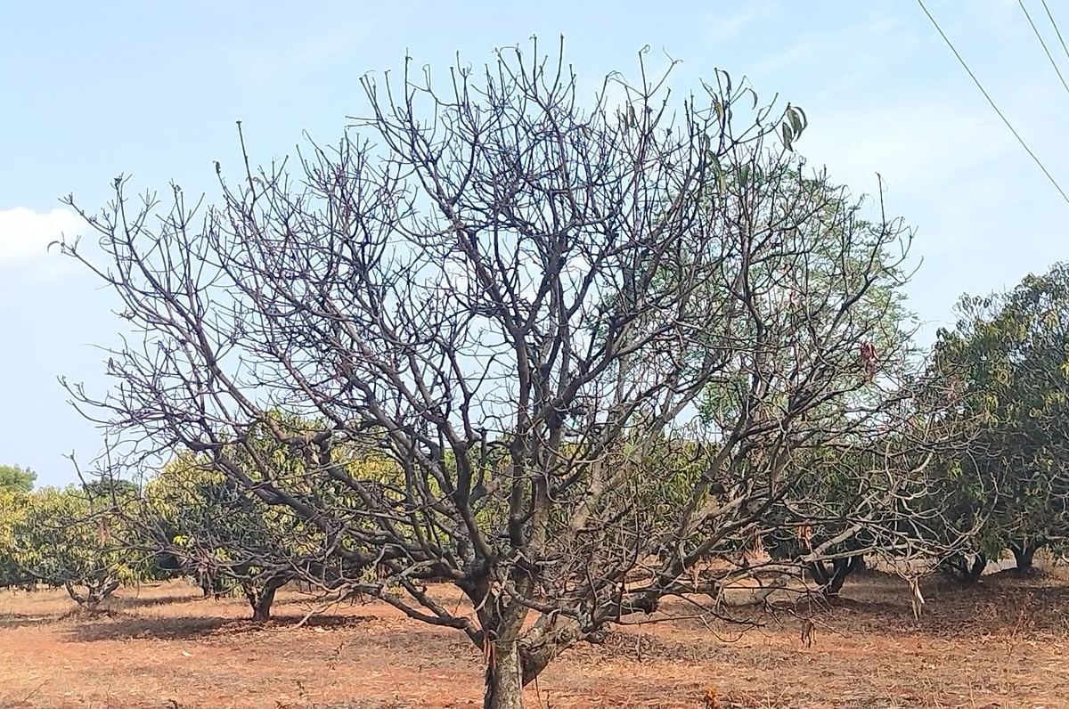 ಹವಾಮಾನ ವೈಪರೀತ್ಯದಿಂದಾಗಿ ರಾಮನಗರ ತಾಲ್ಲೂಕಿನ ಬಿಳಗುಂಬ ಬಳಿಯ ಮಾವಿನತೋಟದ ಮರದಲ್ಲಿ ಎಲೆಗಳು ಉದುರಿ ಒಣಗಿರುವುದು