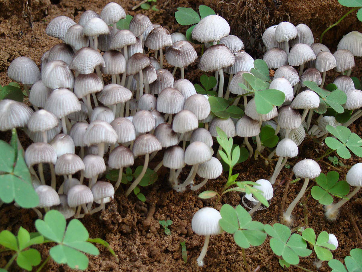 ಮಳೆಯ ರಕ್ಷಣೆಗೆ ಅಣಬೆ ಛತ್ರಿಗಳು