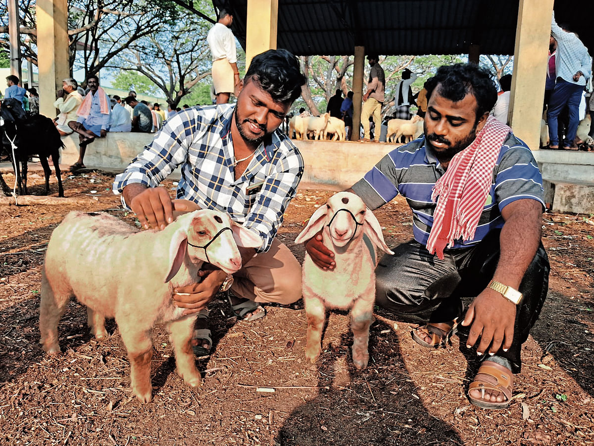 ಕಿರುಗಾವಲು ಸಂತೆಯಲ್ಲಿ ಮೂರು ತಿಂಗಳ ಬಂಡೂರು ಕುರಿ ಮರಿಗಳು  ಚಿತ್ರಗಳು: ಕೆ.ಟಿ.ಲಿಂಗರಾಜು ತಳಗವಾದಿ