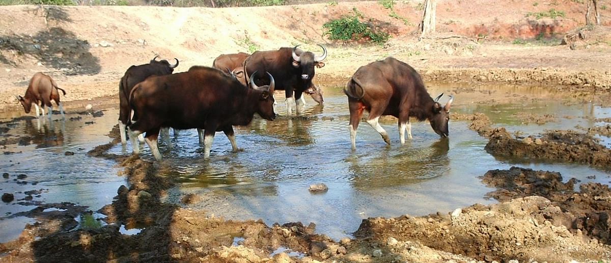 ಪ್ರವಾಸಿಗರ ಕ್ಯಾಮೆರಾದಲ್ಲಿ ಸೆರೆಯಾದ ಕೆರೆಯಲ್ಲಿ ನೀರು ಕುಡಿಯುತ್ತಿರುವ ಕಾಡೆಮ್ಮೆಗಳ ಹಿಂಡು