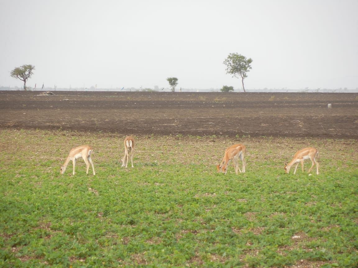 ಕುಕನೂರು ತಾಲ್ಲೂಕಿನ ಯರೆಹಂಚಿನಾಳ ಗ್ರಾಮದ ಹೊಲವೊಂದರಲ್ಲಿ ಹೆಸರು ಬೆಳೆ ತಿನ್ನುತ್ತಿರುವ ಜಿಂಕೆಗಳು