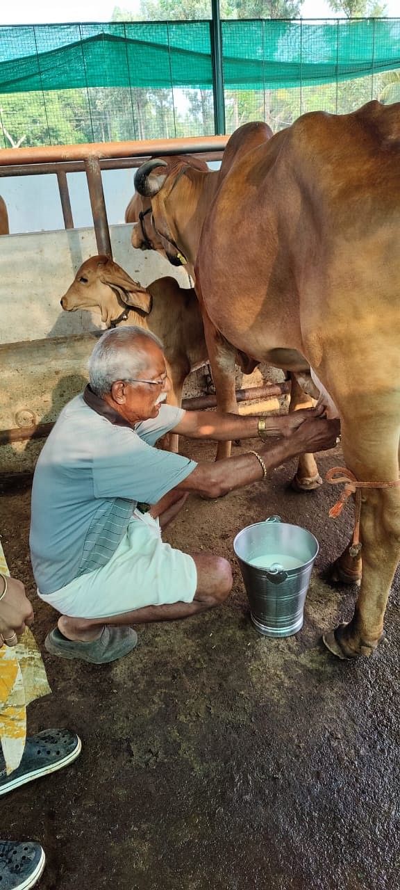  ಚೆನ್ನಾಲಿಂಗನಹಳ್ಳಿ ಗ್ರಾಮದ ನಾಗರಾಜು ಹೈನುಗಾರಿಕೆಯಲ್ಲಿ ನಿರತರಾಗಿರುವುದು