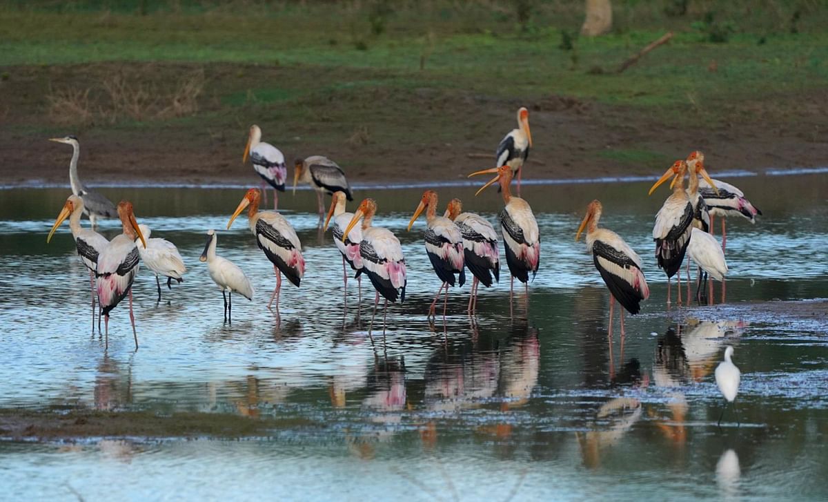 ದಾಸಕೊಕ್ಕರೆ ಅಥವಾ ಪೇಯಿಂಟೆಡ್ ಸ್ಟೋರ್ಕ್ ಹಕ್ಕಿಗಳು