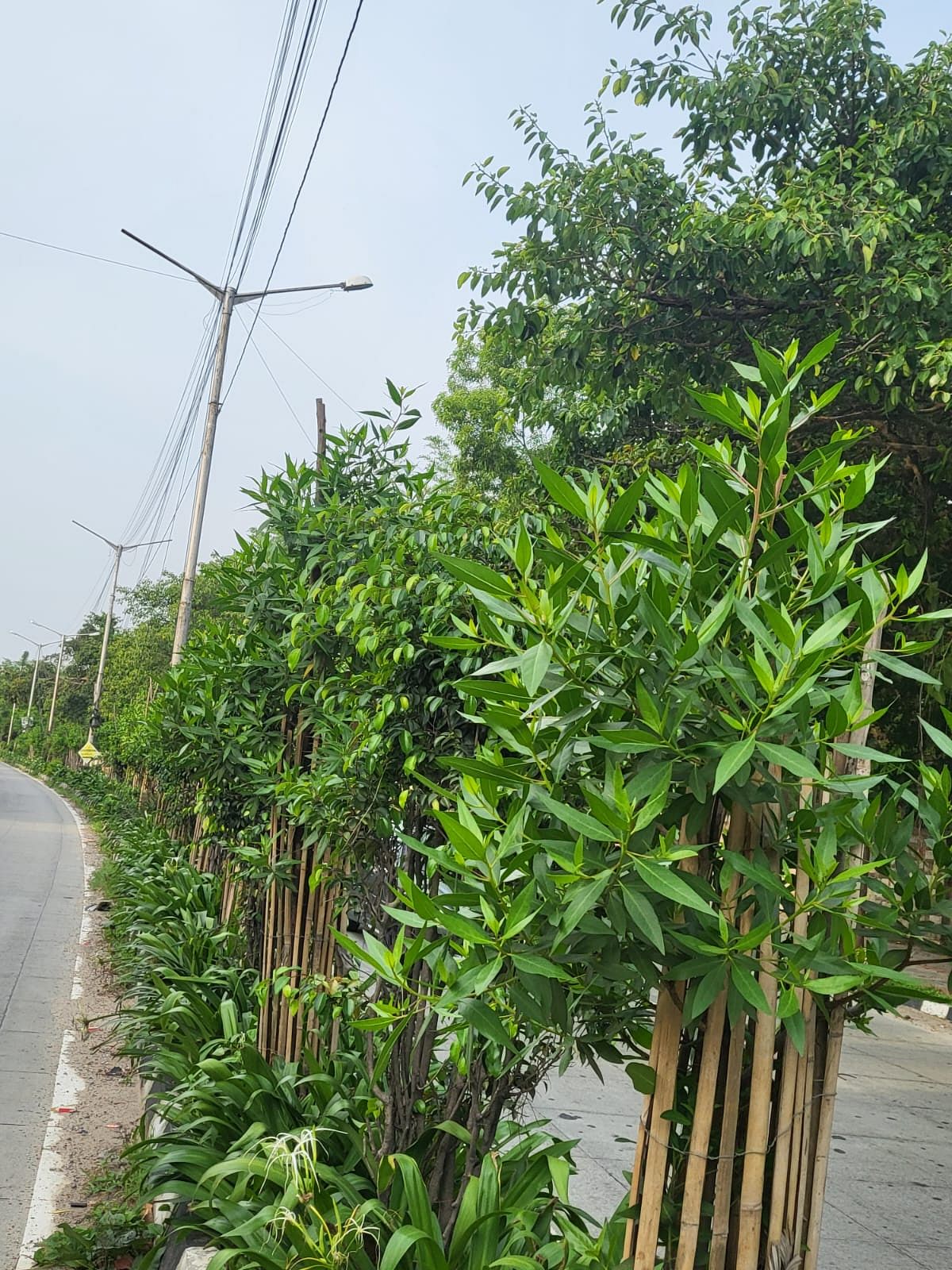 ಆರೋಗ್ಯಕ್ಕೆ ಮಾರಕ ‘ದುಬೈ ಗಿಡ’