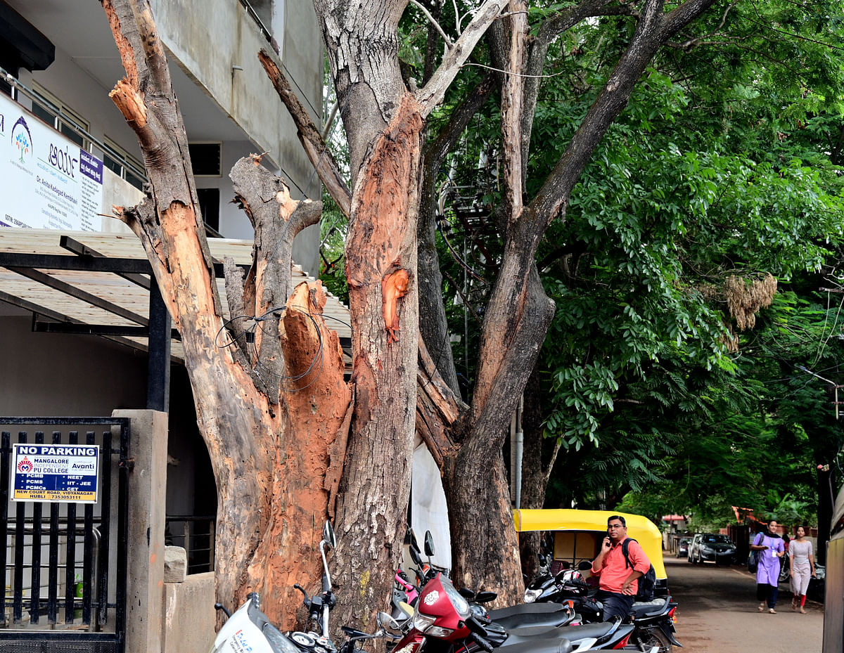 ಹುಬ್ಬಳ್ಳಿಯ ಲಿಂಗರಾಜ ನಗರದಲ್ಲಿ ಮರವೊಂದು ಒಣಗಿದ್ದು ಭಾರಿ ಮಳೆಯಾದರೆ ಕುಸಿಯುವ ಹಂತದಲ್ಲಿದೆ