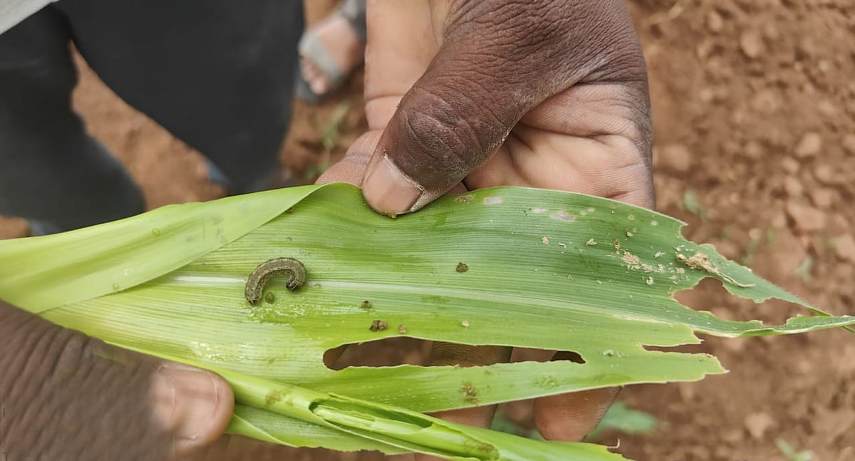 ಮೆಕ್ಕೆಜೋಳದ ಎಲೆಗಳ ರಸ ಹೀರಿರುವ ಕೀಟಗಳು